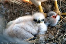 Rotrückenbussard (6 von 19).jpg